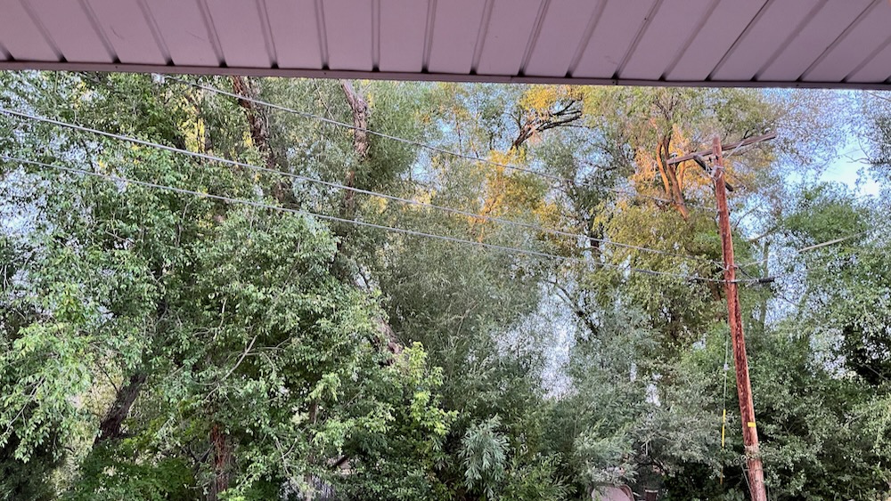 Sun in elms after the rainstorm