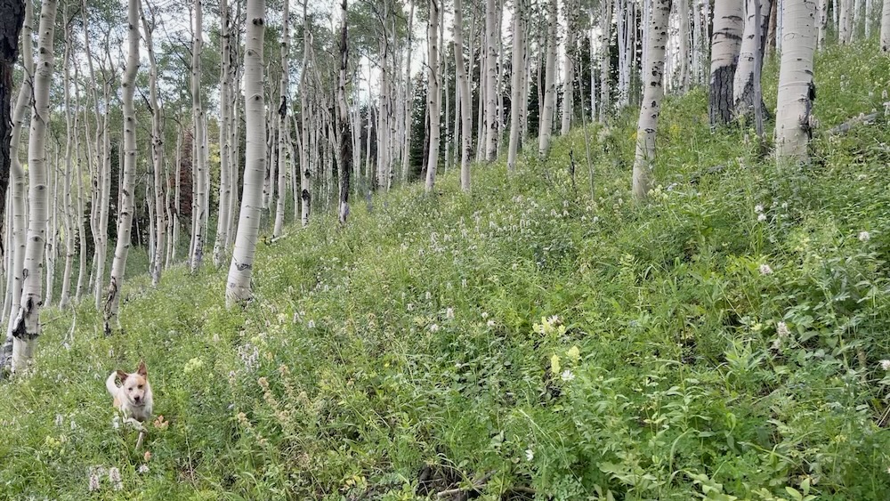 Luna helping me navigate the aspens on the mountainside